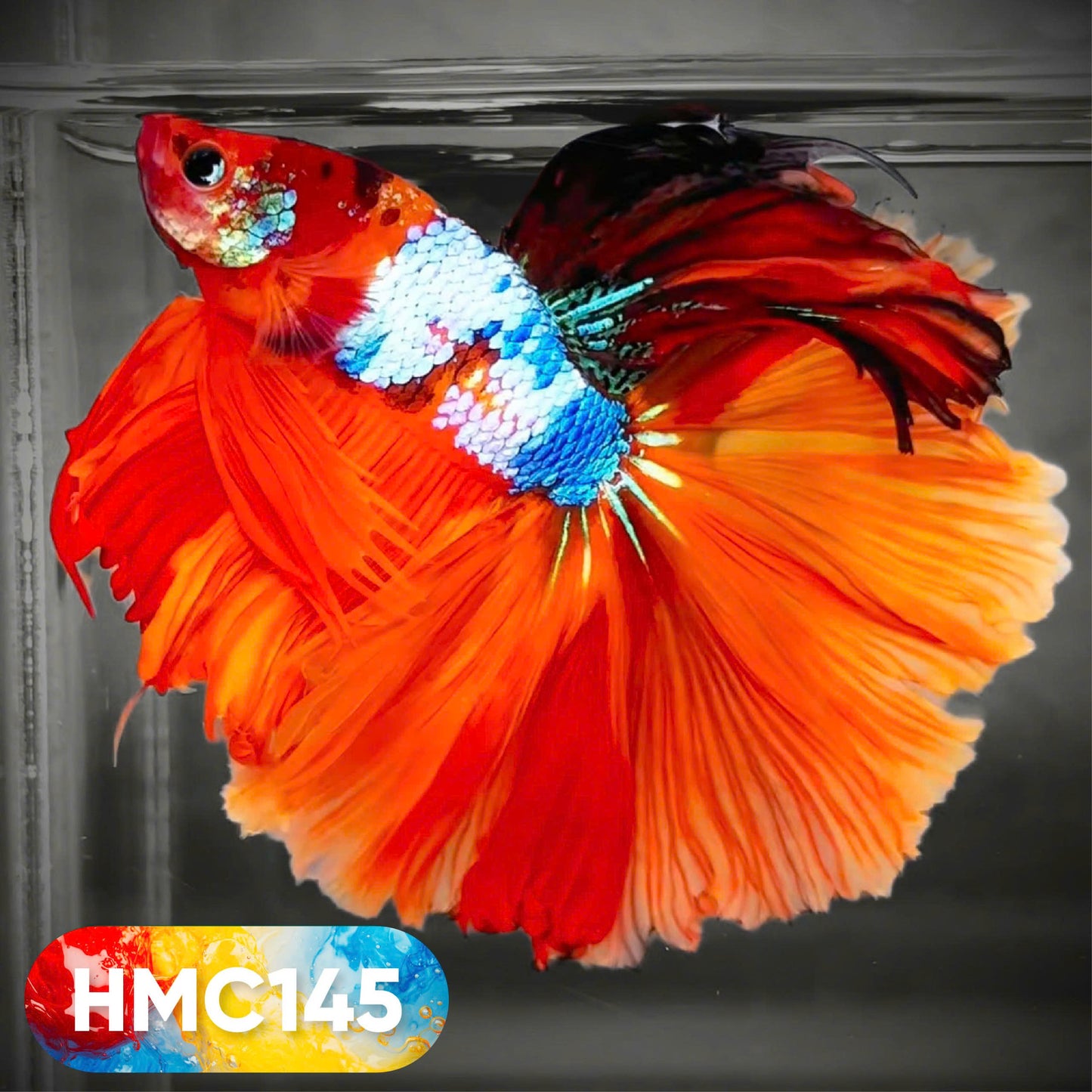 Multicolor Halfmoon Male Betta Fish | High Grade | Order Directly From Farm | You Pick Fish |