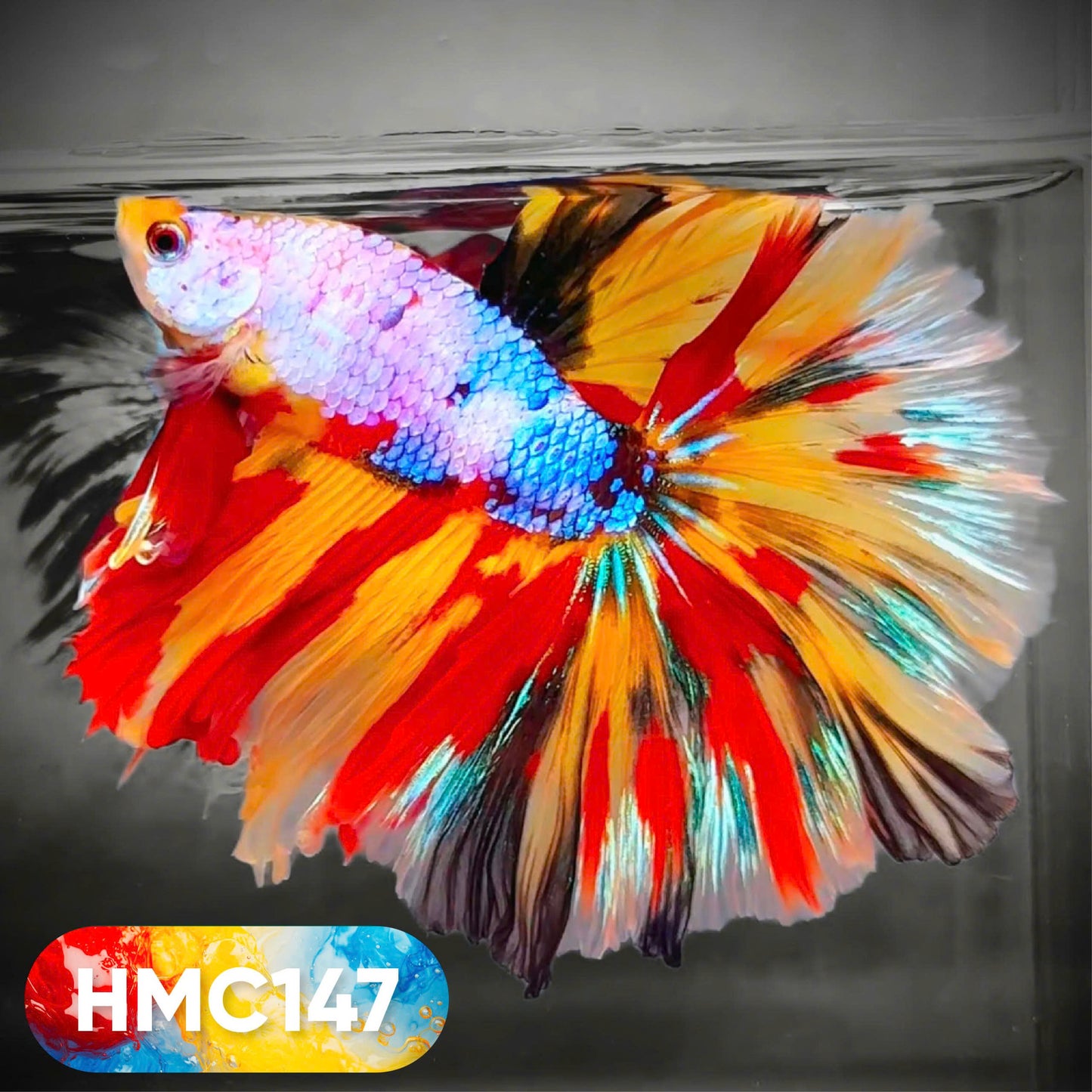 Multicolor Halfmoon Male Betta Fish | High Grade | Order Directly From Farm | You Pick Fish |
