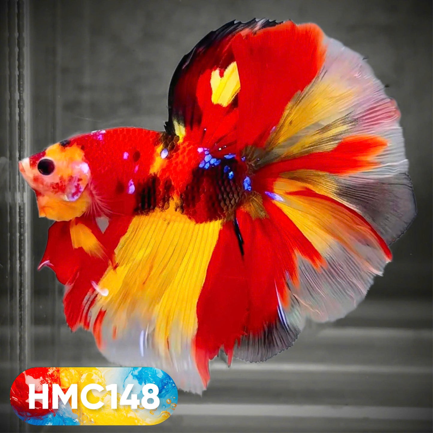 Multicolor Halfmoon Male Betta Fish | High Grade | Order Directly From Farm | You Pick Fish |