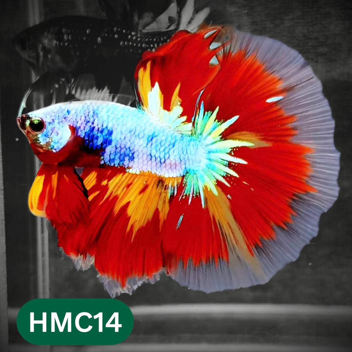 Multicolor Halfmoon Male Betta Fish | Order Directly From Farm | You Pick Fish