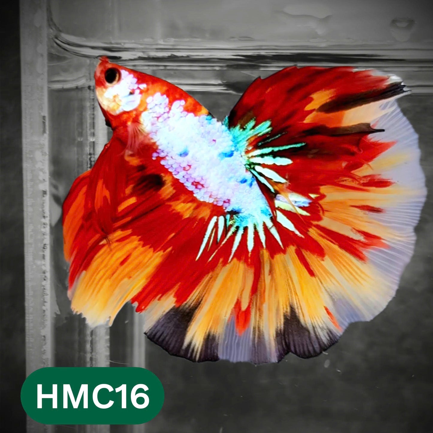 Multicolor Halfmoon Male Betta Fish | Order Directly From Farm | You Pick Fish