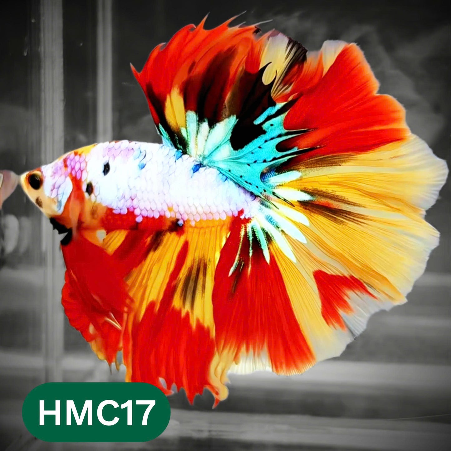 Multicolor Halfmoon Male Betta Fish | Order Directly From Farm | You Pick Fish
