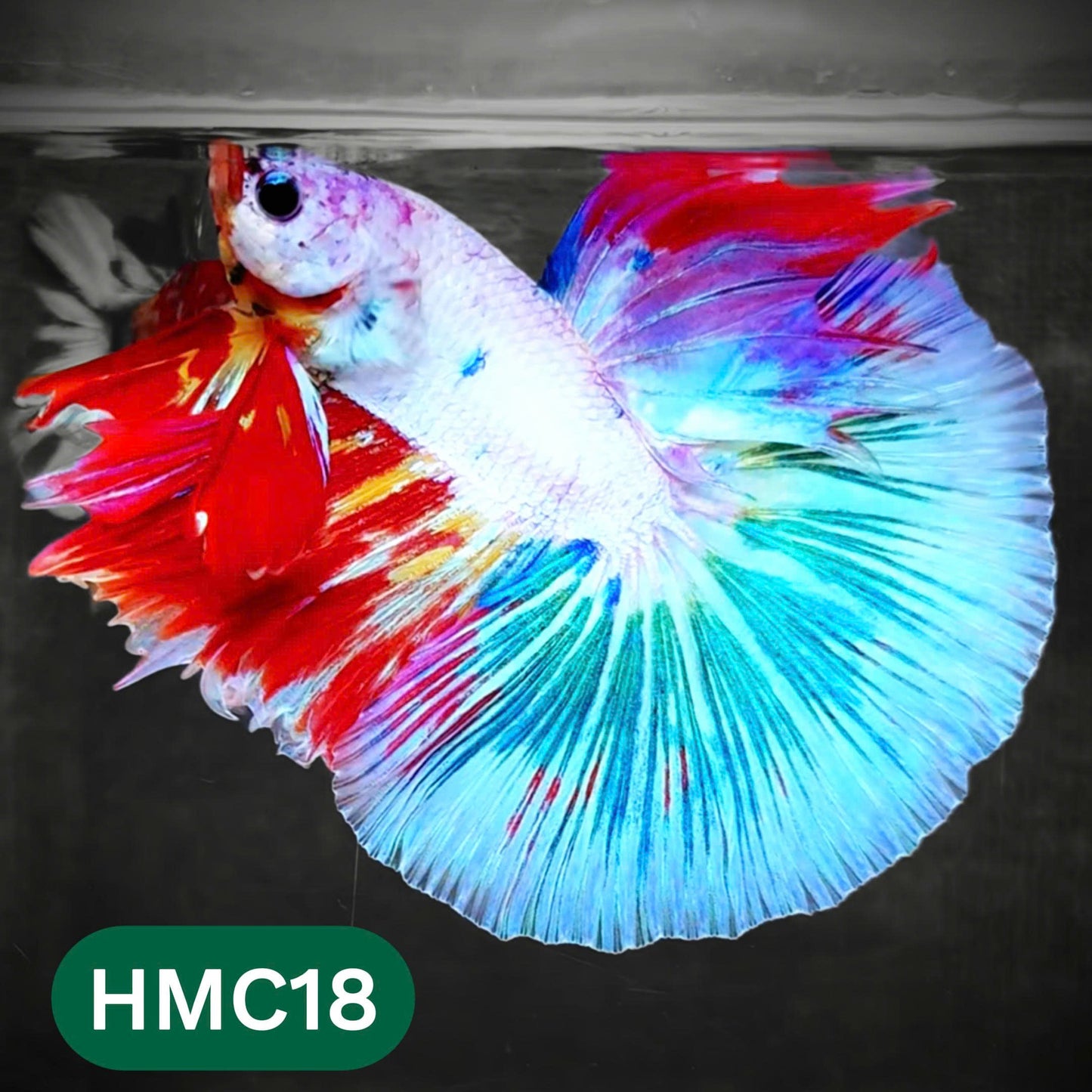 Multicolor Halfmoon Male Betta Fish | Order Directly From Farm | You Pick Fish