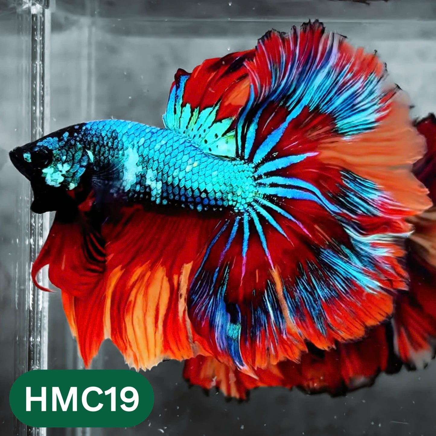 Multicolor Halfmoon Male Betta Fish | High Grade | Order Directly From Farm | You Pick Fish |