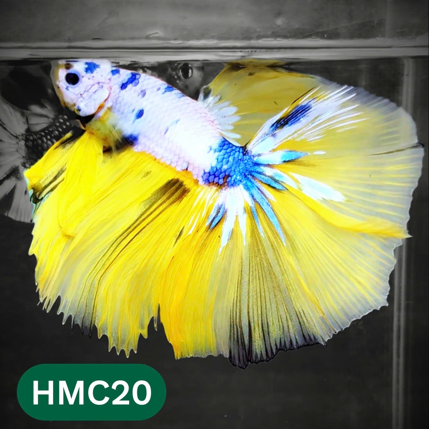 Multicolor Halfmoon Male Betta Fish | Order Directly From Farm | You Pick Fish