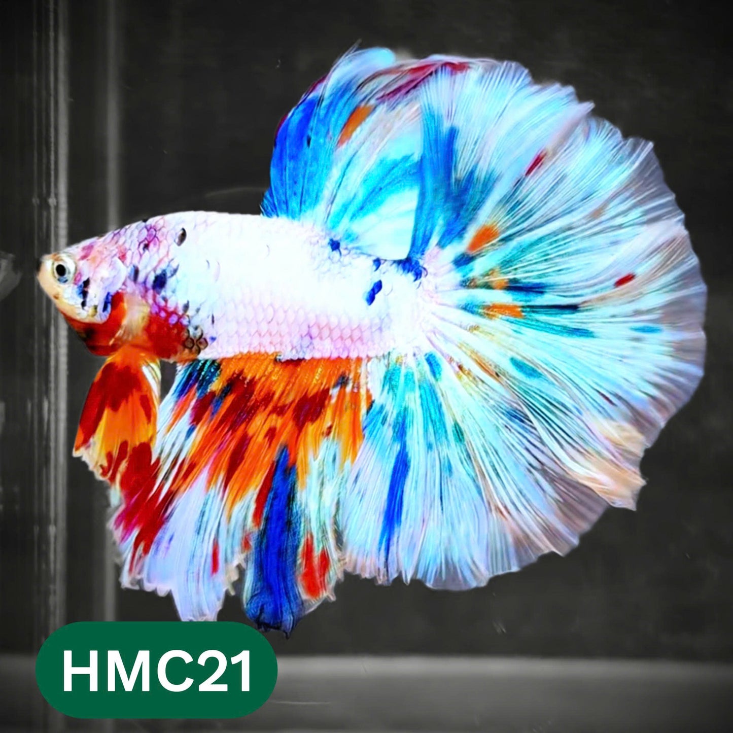 Multicolor Halfmoon Male Betta Fish | Order Directly From Farm | You Pick Fish
