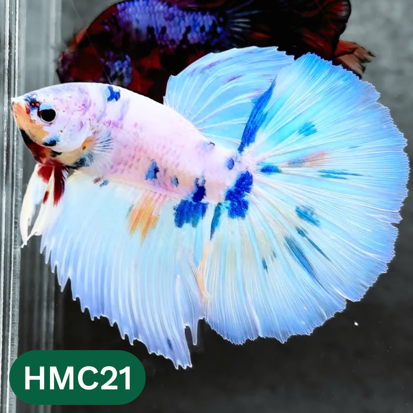 Multicolor Halfmoon Male Betta Fish | High Grade | Order Directly From Farm | You Pick Fish |