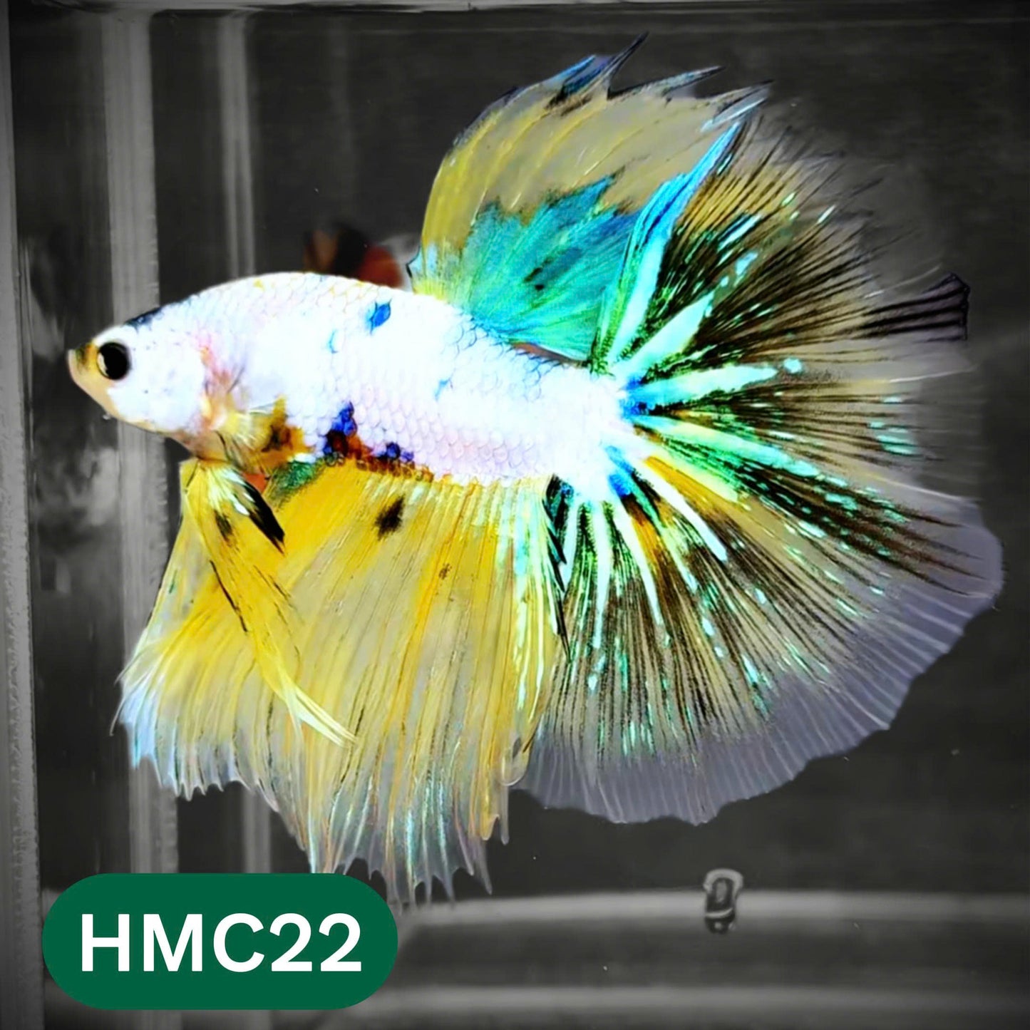 Multicolor Halfmoon Male Betta Fish | Order Directly From Farm | You Pick Fish