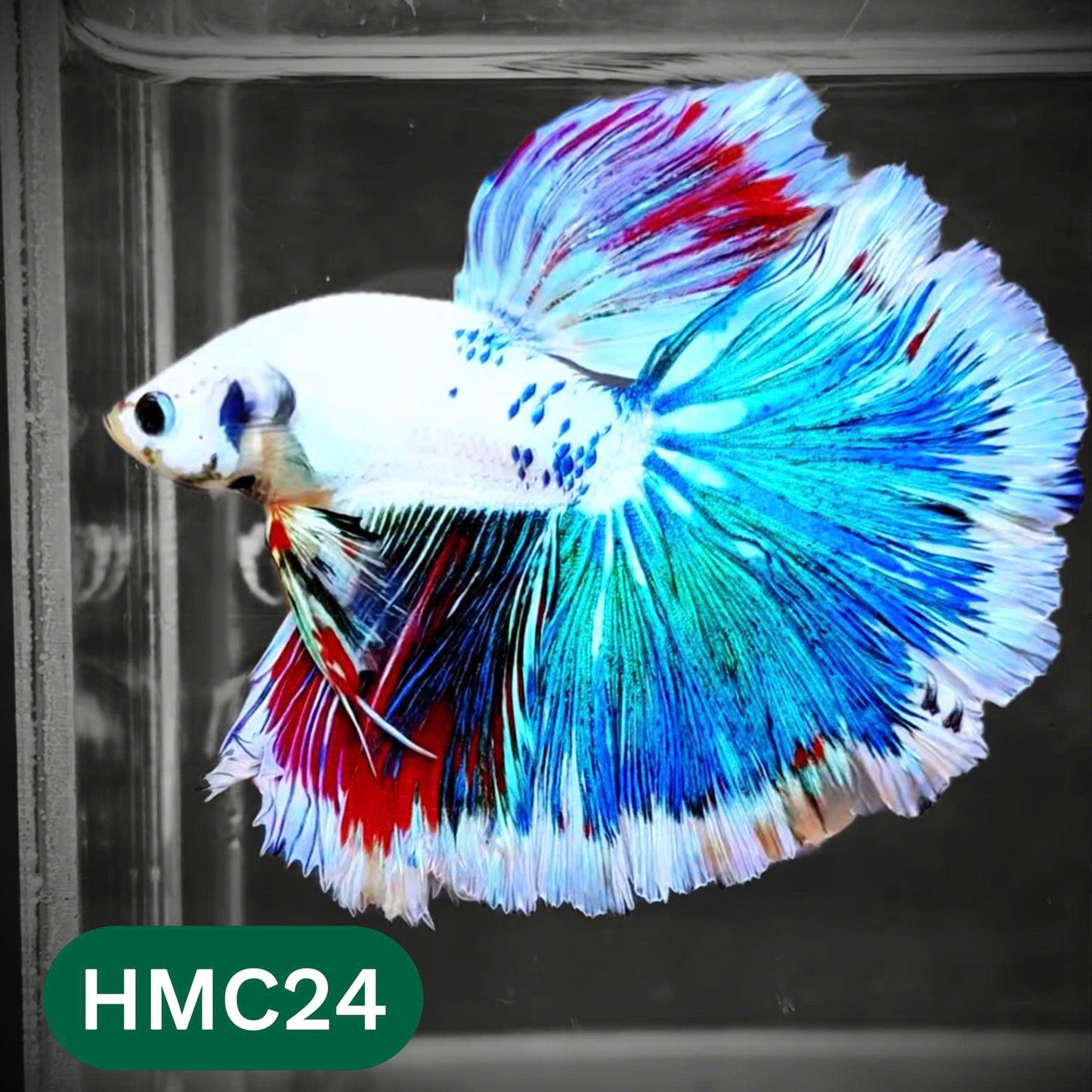 Multicolor Halfmoon Male Betta Fish | Order Directly From Farm | You Pick Fish