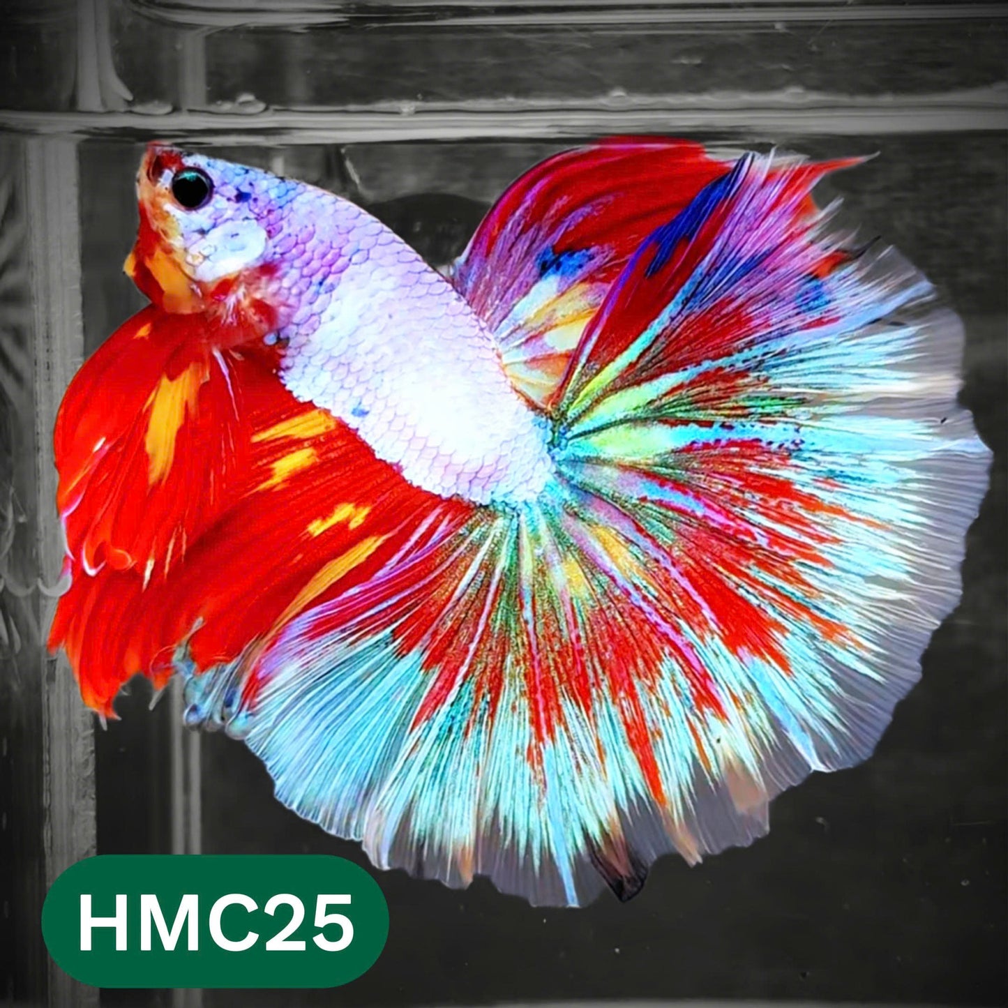 Multicolor Halfmoon Male Betta Fish | Order Directly From Farm | You Pick Fish