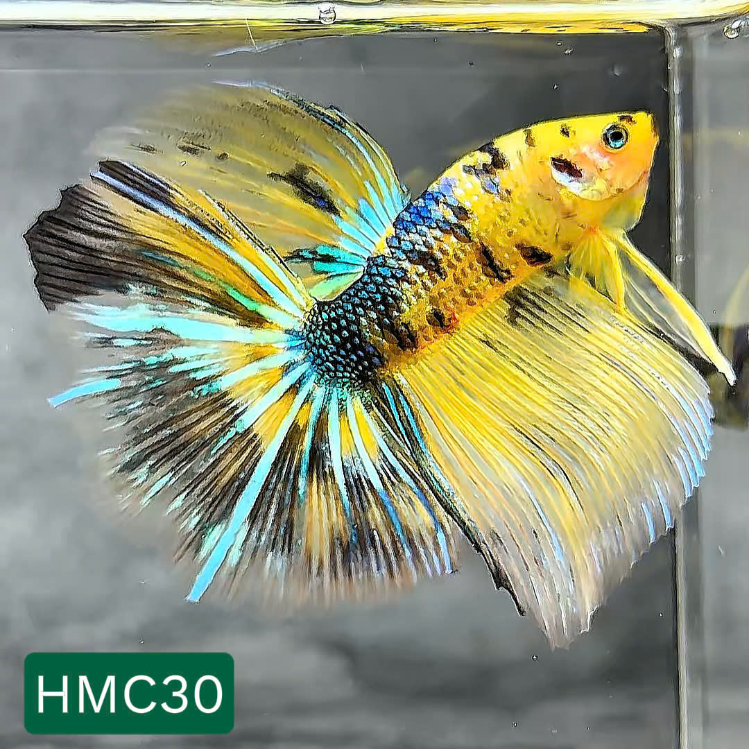 Multicolor Halfmoon Male Betta Fish | High Grade | Order Directly From Farm | You Pick Fish |