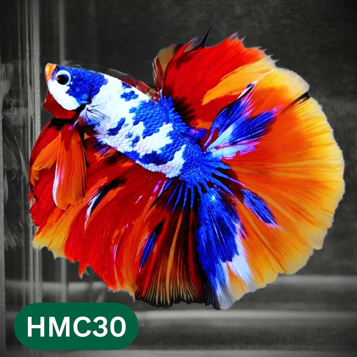 Multicolor Halfmoon Male Betta Fish | Order Directly From Farm | You Pick Fish