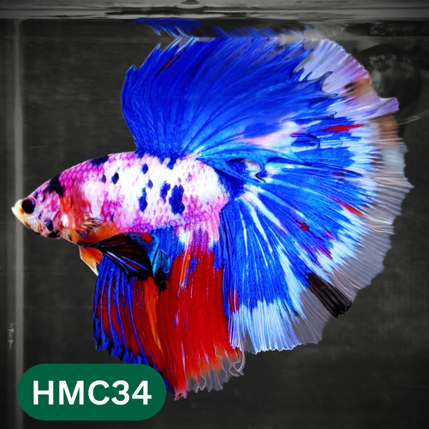 Multicolor Halfmoon Male Betta Fish | Order Directly From Farm | You Pick Fish
