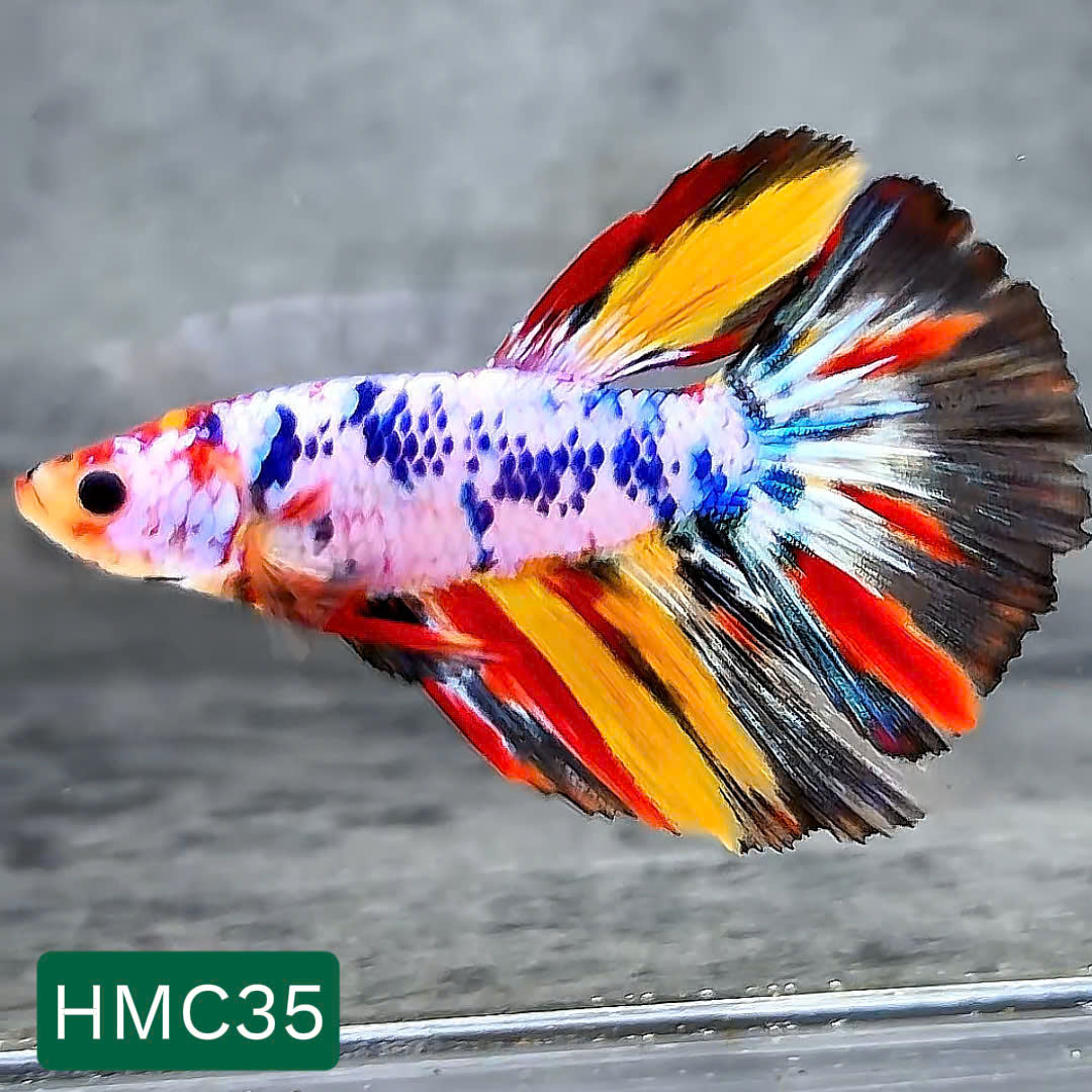 Multicolor Halfmoon Male Betta Fish | High Grade | Order Directly From Farm | You Pick Fish |