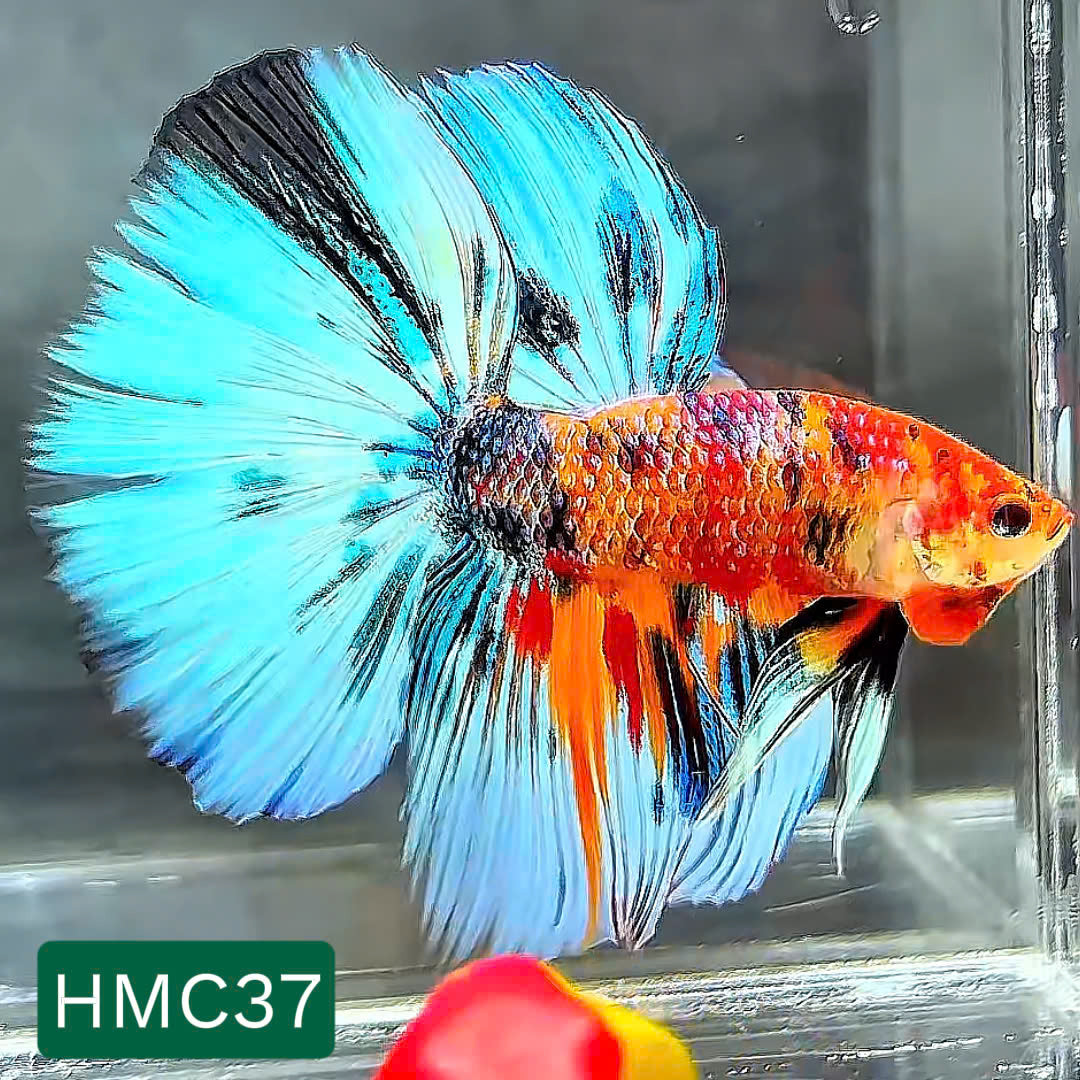 Multicolor Halfmoon Male Betta Fish | High Grade | Order Directly From Farm | You Pick Fish |