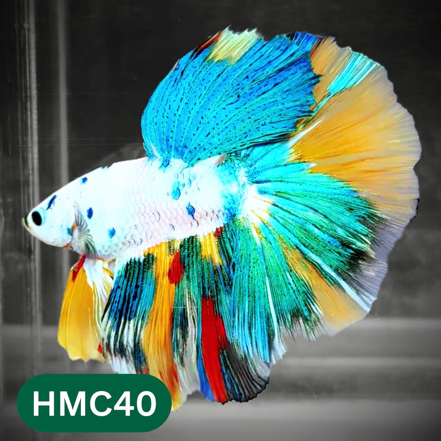 Multicolor Halfmoon Male Betta Fish | Order Directly From Farm | You Pick Fish