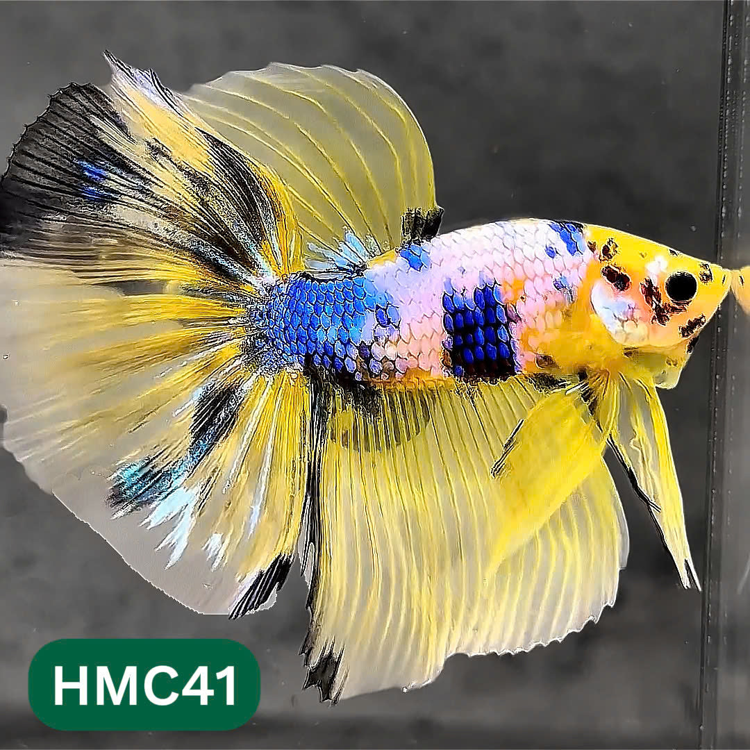 Multicolor Halfmoon Male Betta Fish | Order Directly From Farm | You Pick Fish