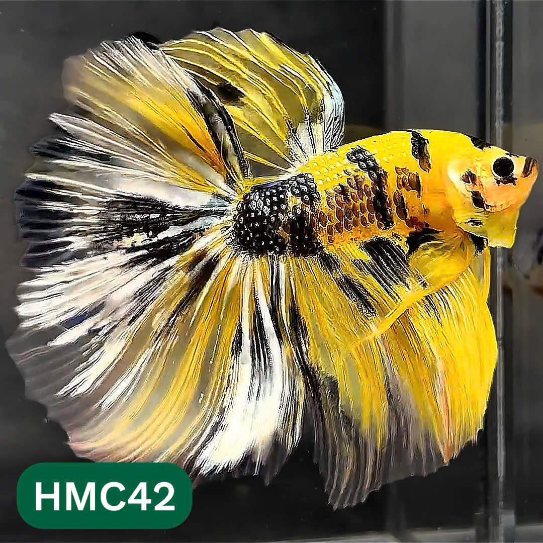 Multicolor Halfmoon Male Betta Fish | Order Directly From Farm | You Pick Fish