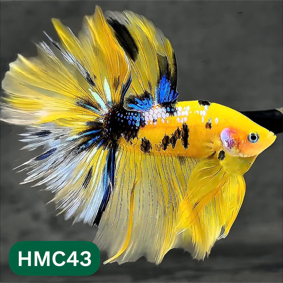 Multicolor Halfmoon Male Betta Fish | Order Directly From Farm | You Pick Fish