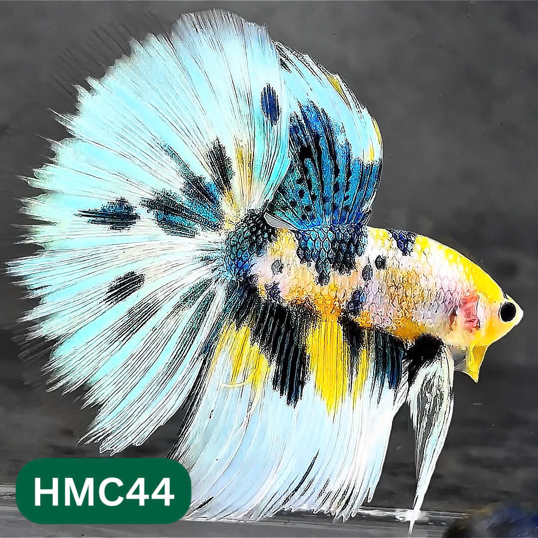Multicolor Halfmoon Male Betta Fish | Order Directly From Farm | You Pick Fish