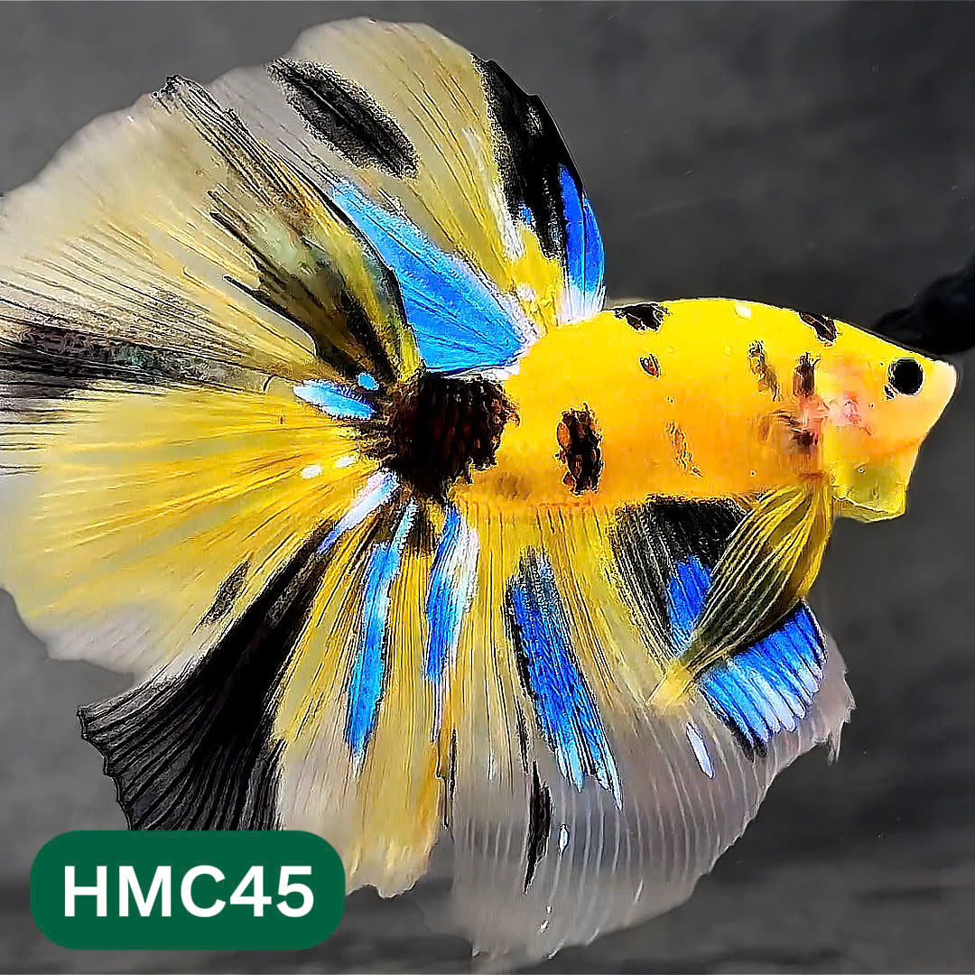 Multicolor Halfmoon Male Betta Fish | Order Directly From Farm | You Pick Fish