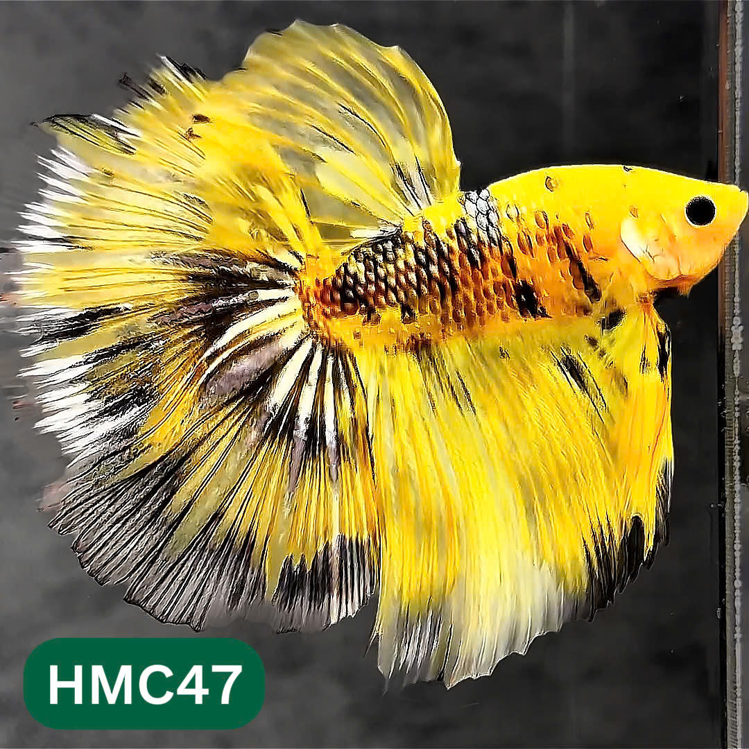 Multicolor Halfmoon Male Betta Fish | Order Directly From Farm | You Pick Fish