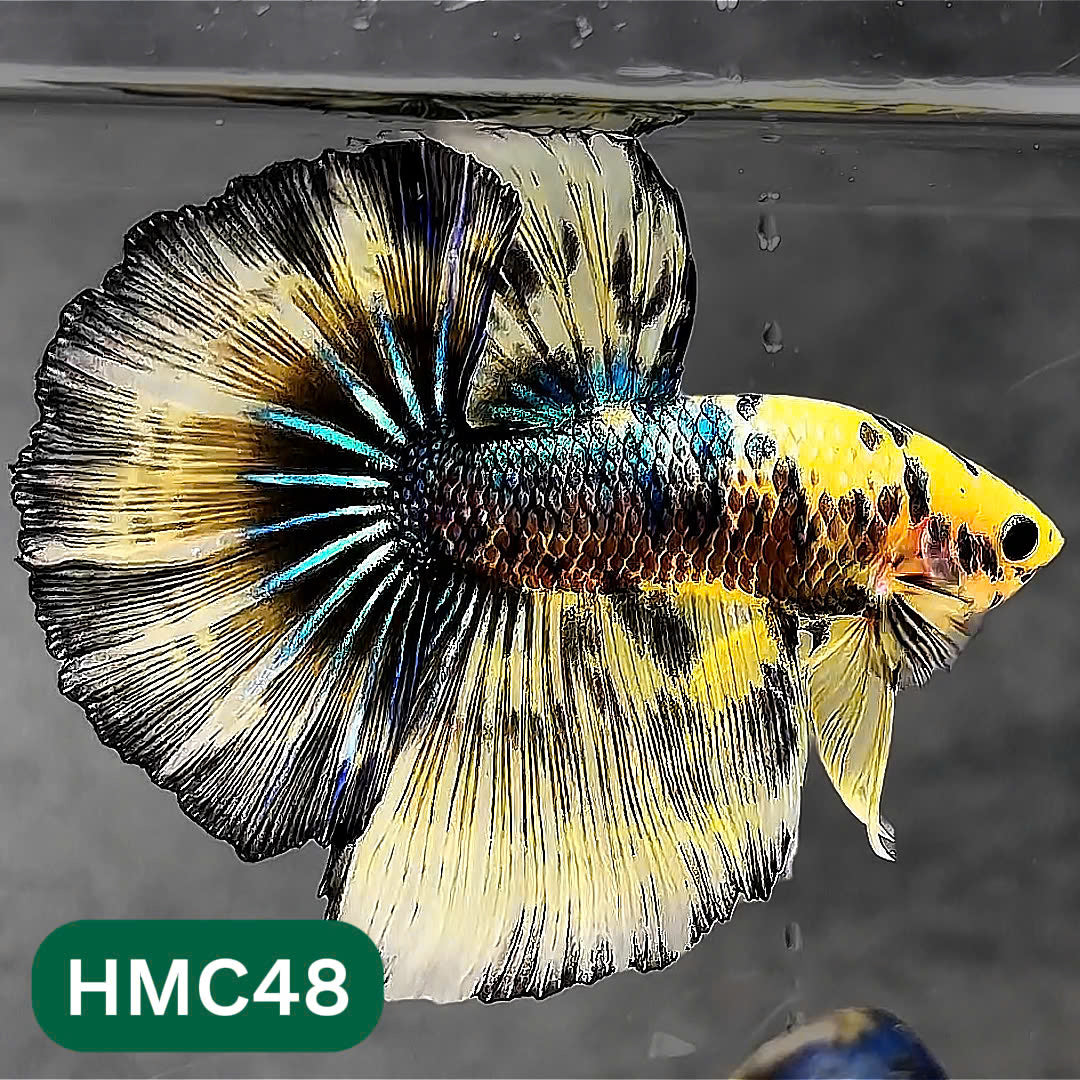 Multicolor Halfmoon Male Betta Fish | Order Directly From Farm | You Pick Fish