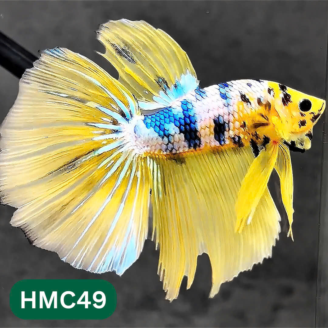 Multicolor Halfmoon Male Betta Fish | Order Directly From Farm | You Pick Fish