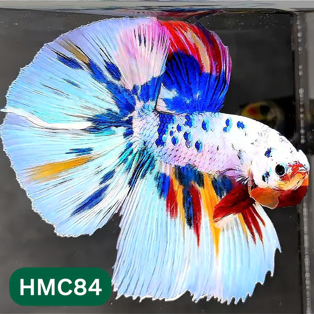 Multicolor Halfmoon Male Betta Fish | Order Directly From Farm | You Pick Fish