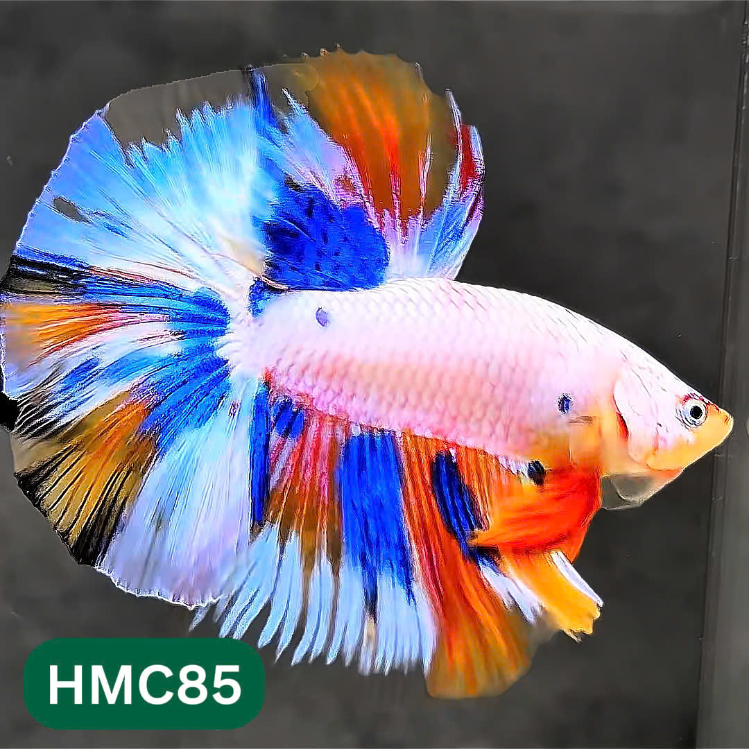 Multicolor Halfmoon Male Betta Fish | Order Directly From Farm | You Pick Fish