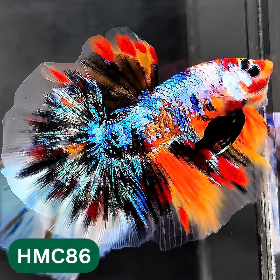 Multicolor Halfmoon Male Betta Fish | Order Directly From Farm | You Pick Fish