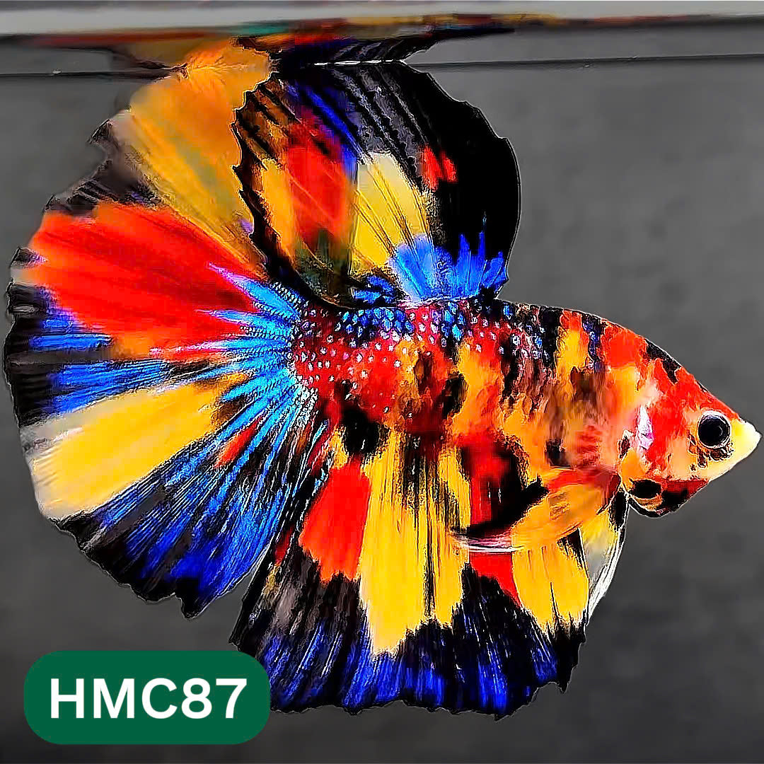 Multicolor Halfmoon Male Betta Fish | Order Directly From Farm | You Pick Fish