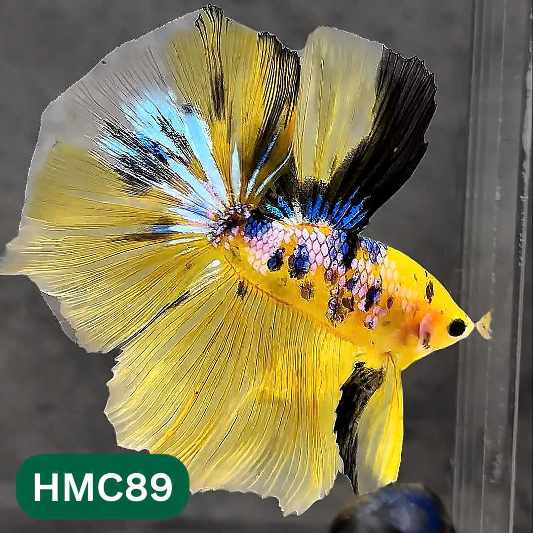 Multicolor Halfmoon Male Betta Fish | Order Directly From Farm | You Pick Fish