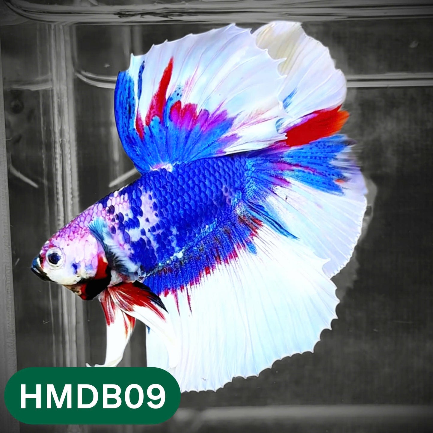 Dumbo Koi Nemo Halfmoon Male Betta | You Pick Fish