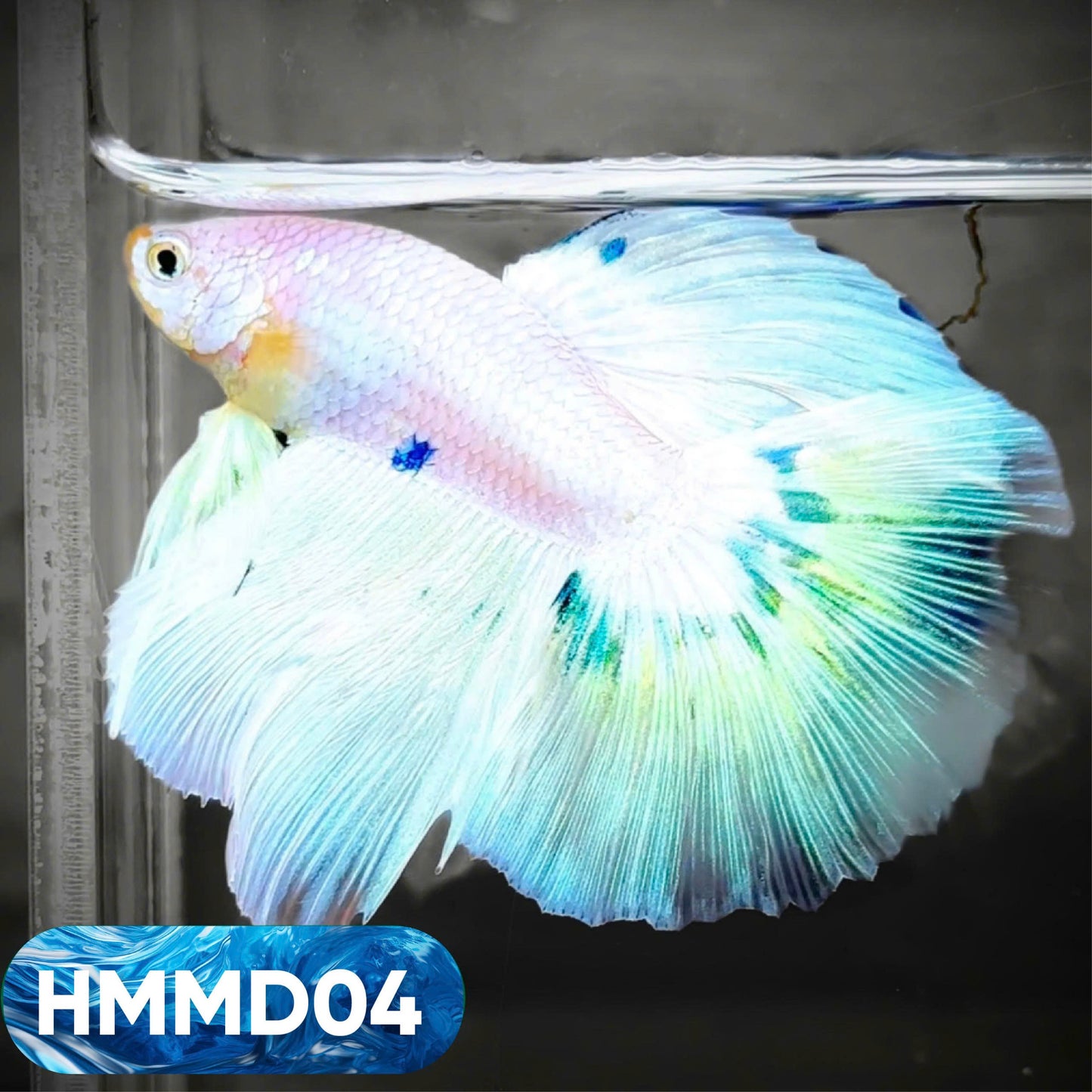 Blue Marble Dot Halfmoon Male Betta Fish | Order Directly From Farm | You Pick Fish