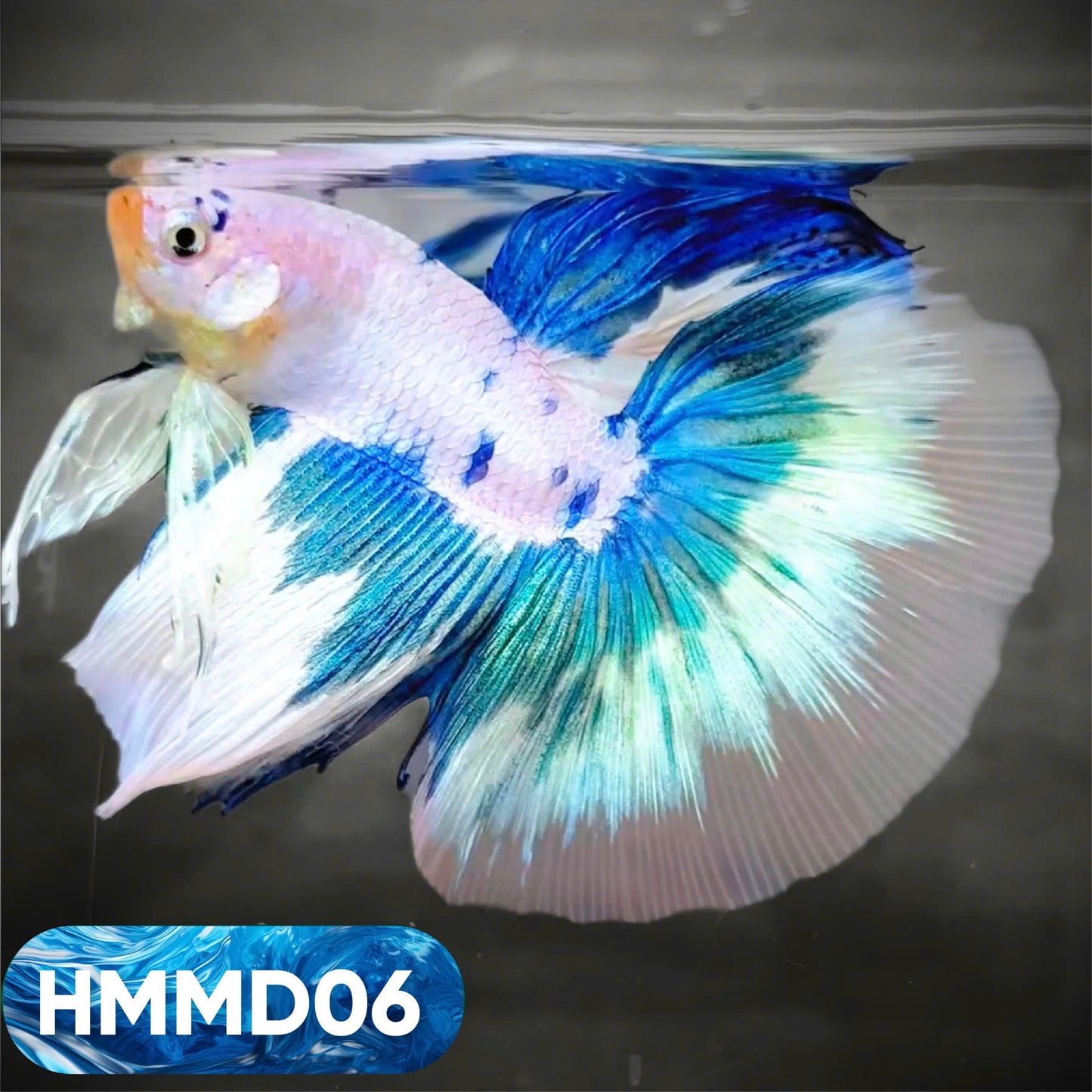 Blue Marble Dot Halfmoon Male Betta Fish | Order Directly From Farm | You Pick Fish