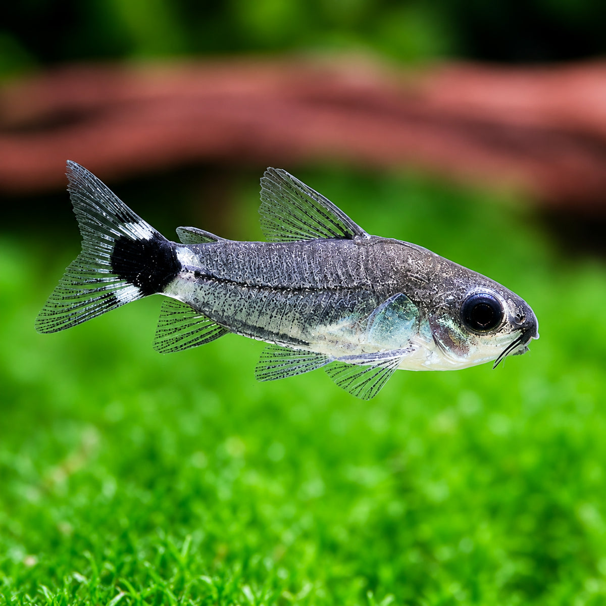 Hastatus Cory Catfish โ Corydoras hastatus