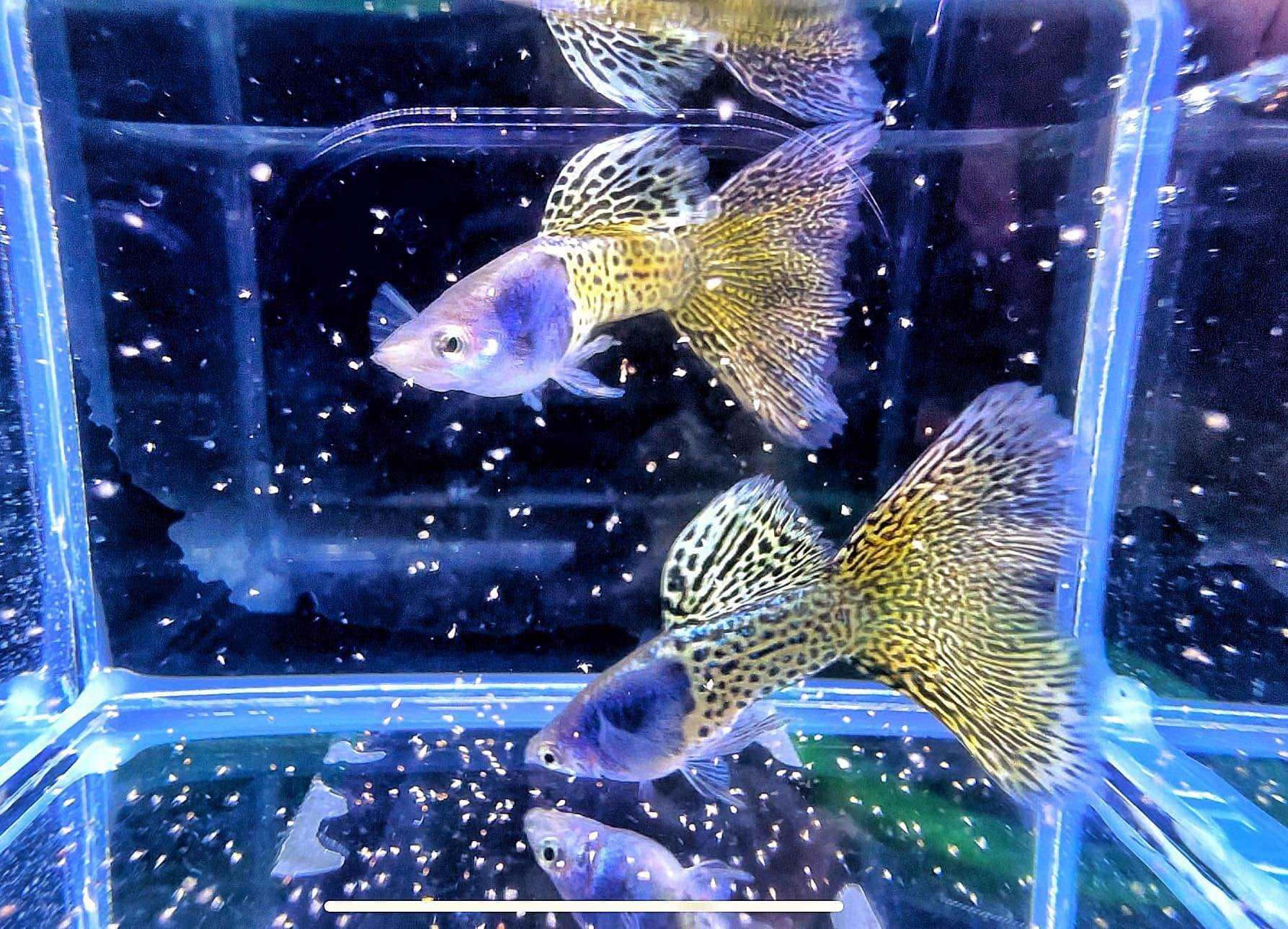 Metal Yellow Lace Guppy Fish
