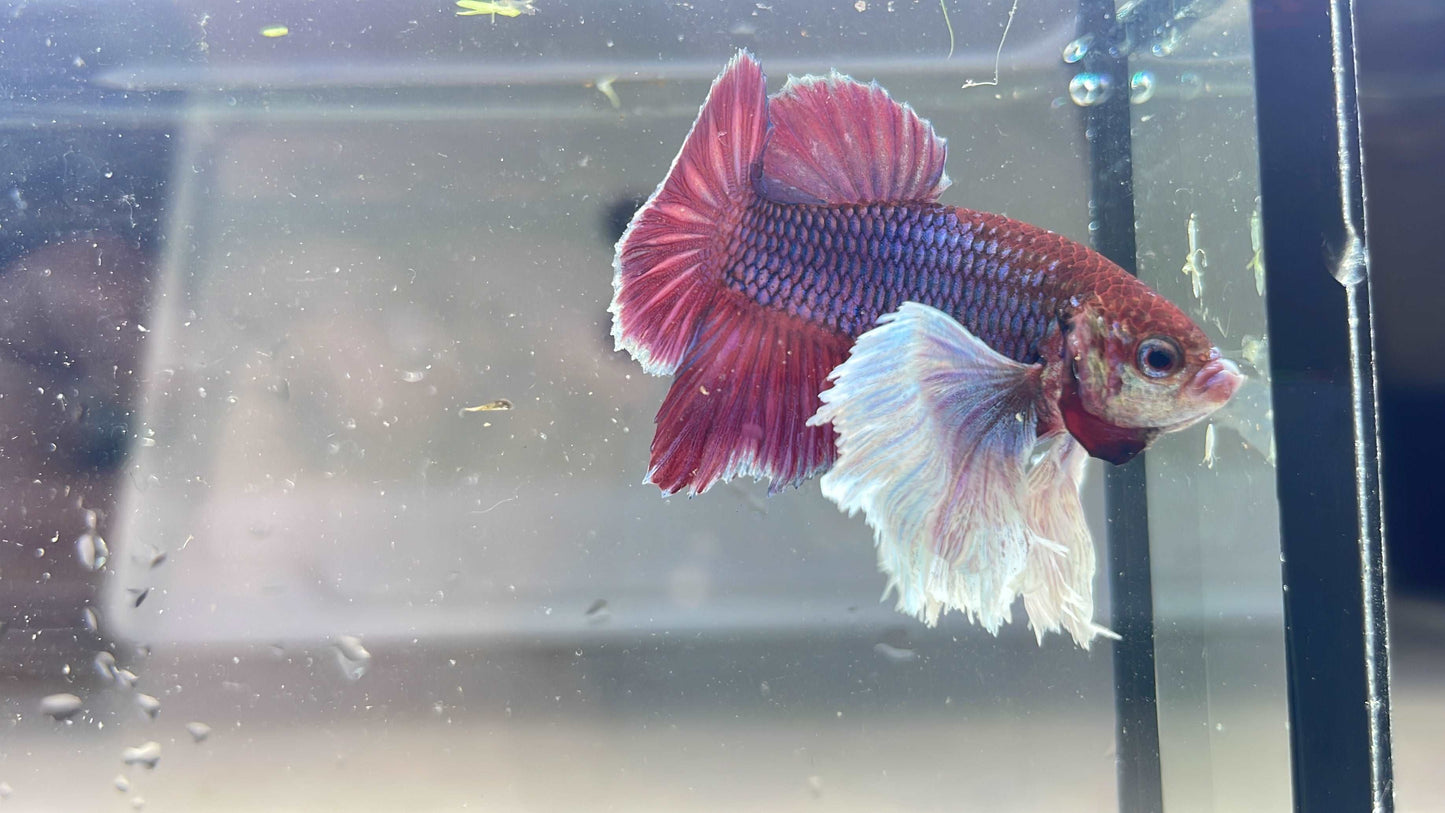 Dumbo Lavender Plakat Male Betta