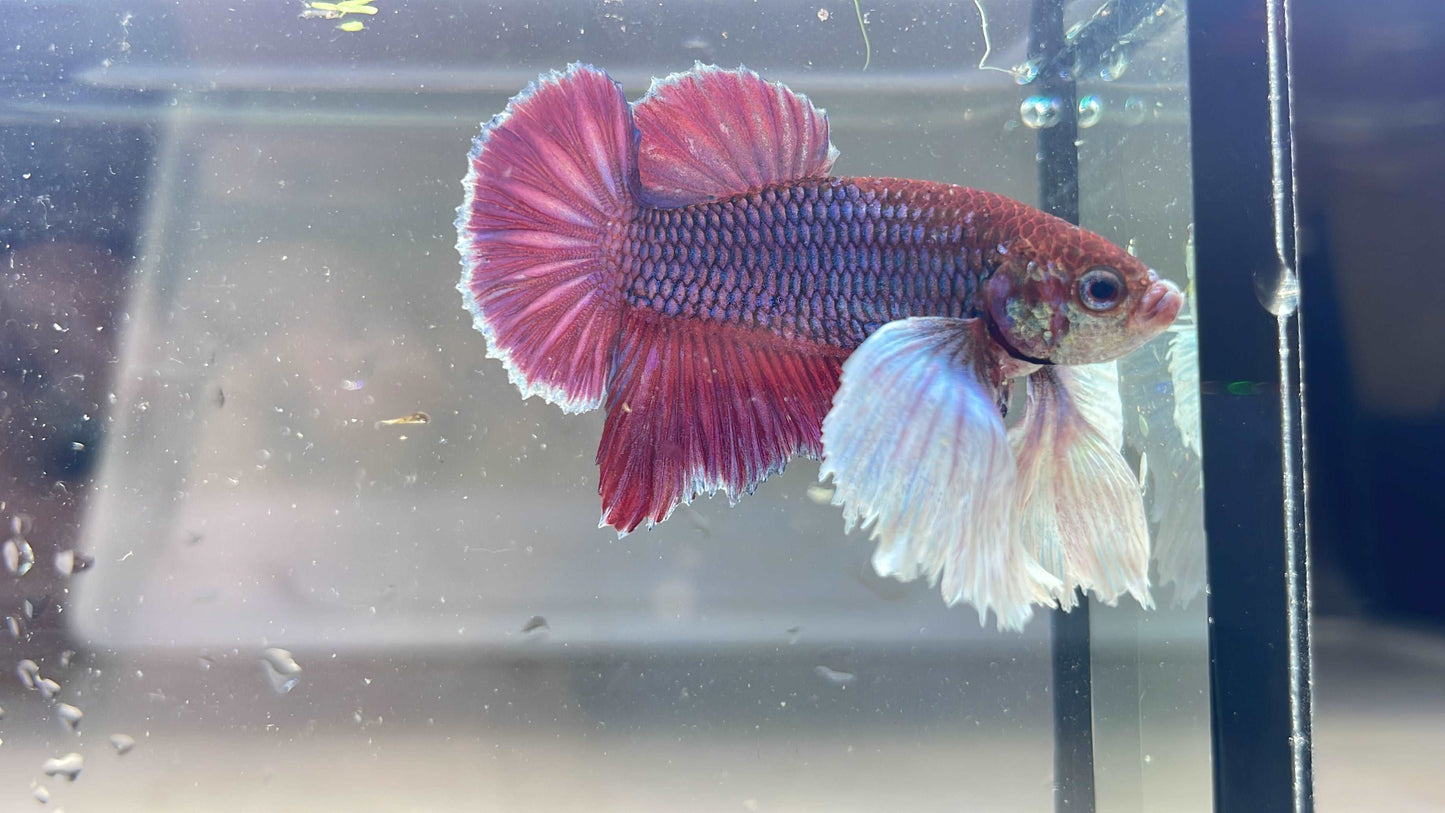 Dumbo Lavender Plakat Male Betta