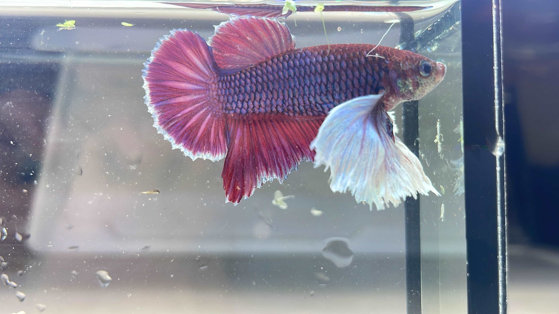 Dumbo Lavender Plakat Male Betta