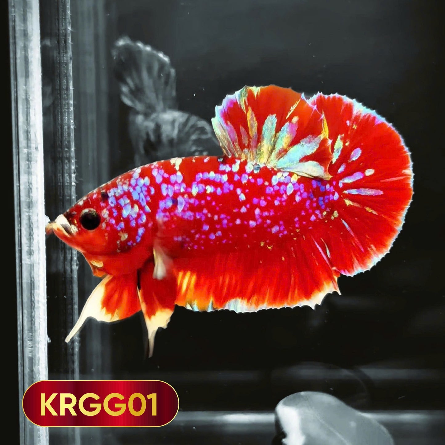 Golden Star Dust Galaxy Plakat Male Betta Fish | Super Rare | You Pick Fish