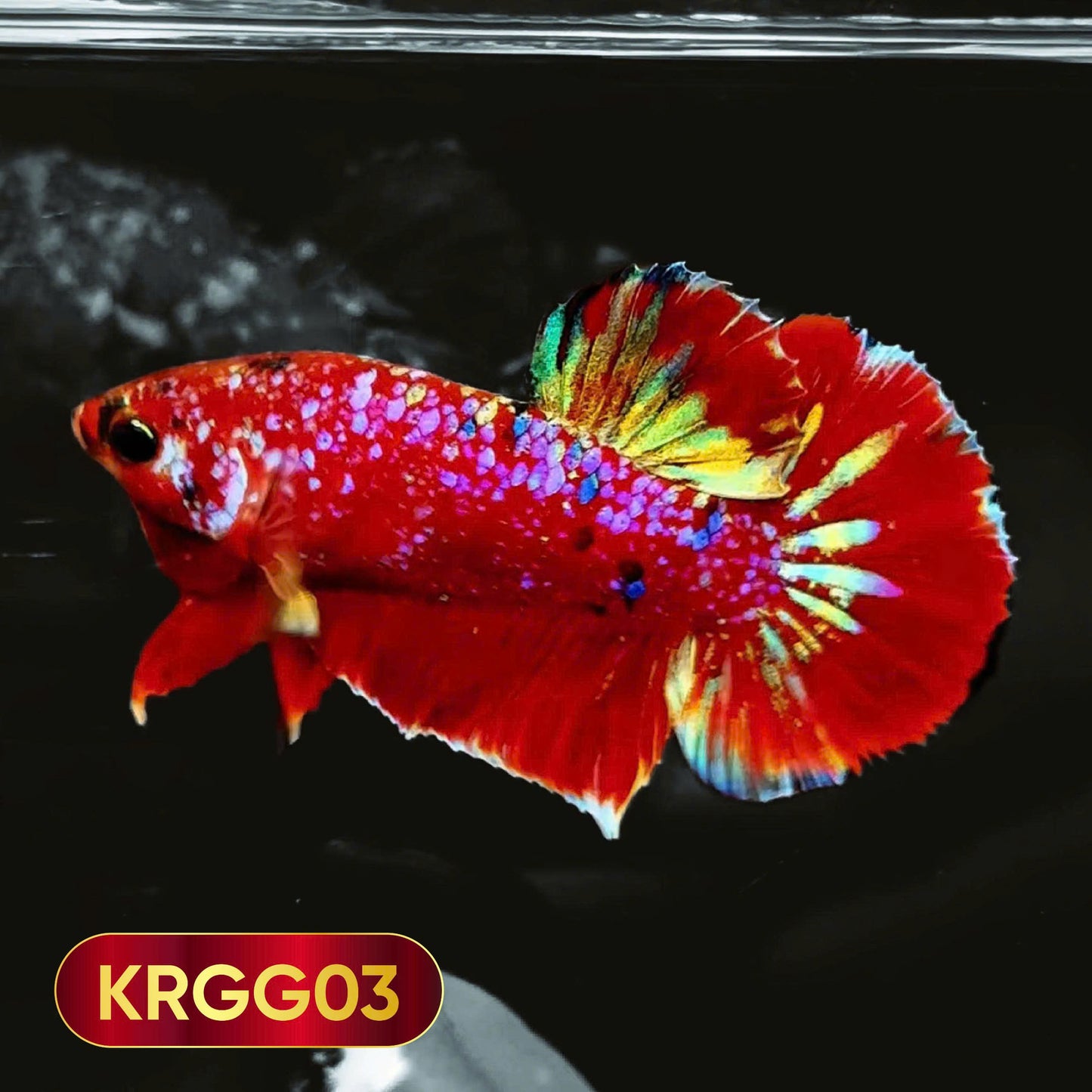 Golden Star Dust Galaxy Plakat Male Betta Fish | Super Rare | You Pick Fish