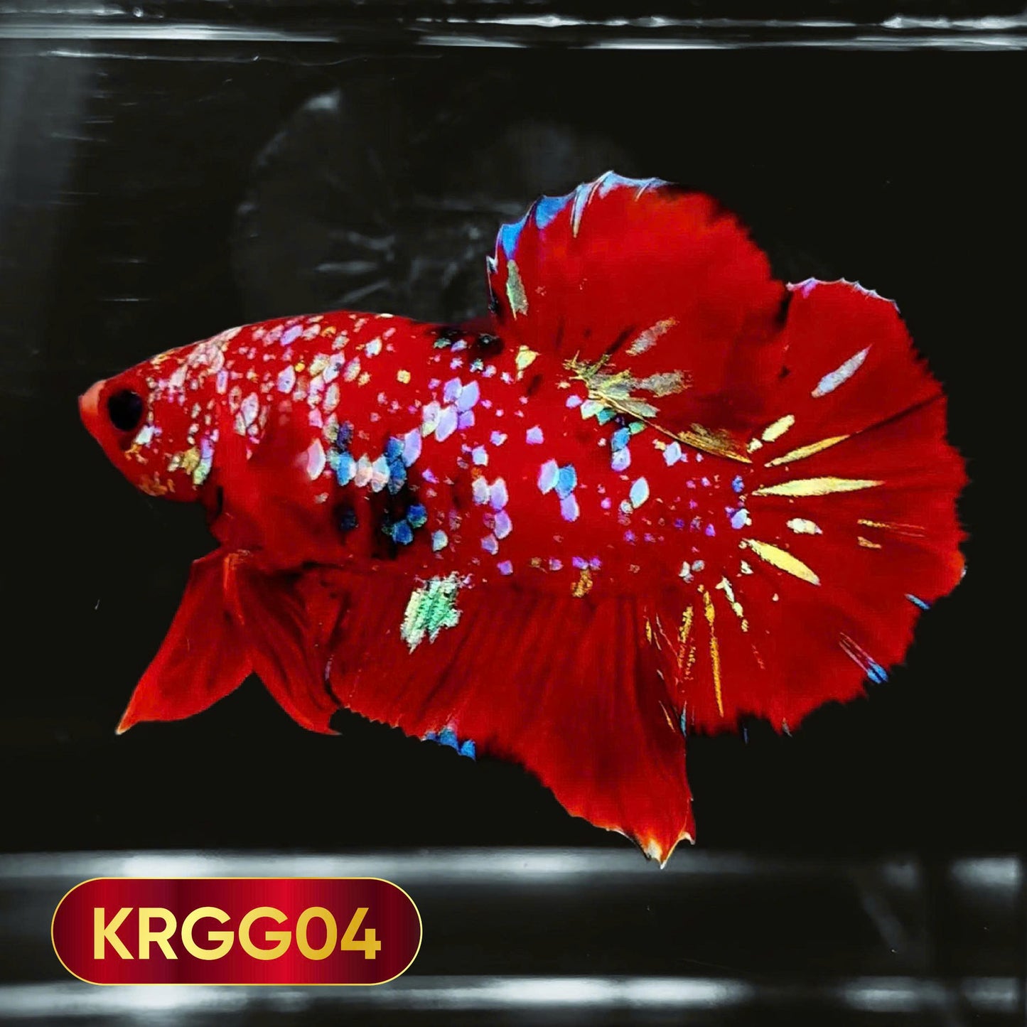 Golden Star Dust Galaxy Plakat Male Betta Fish | Super Rare | You Pick Fish