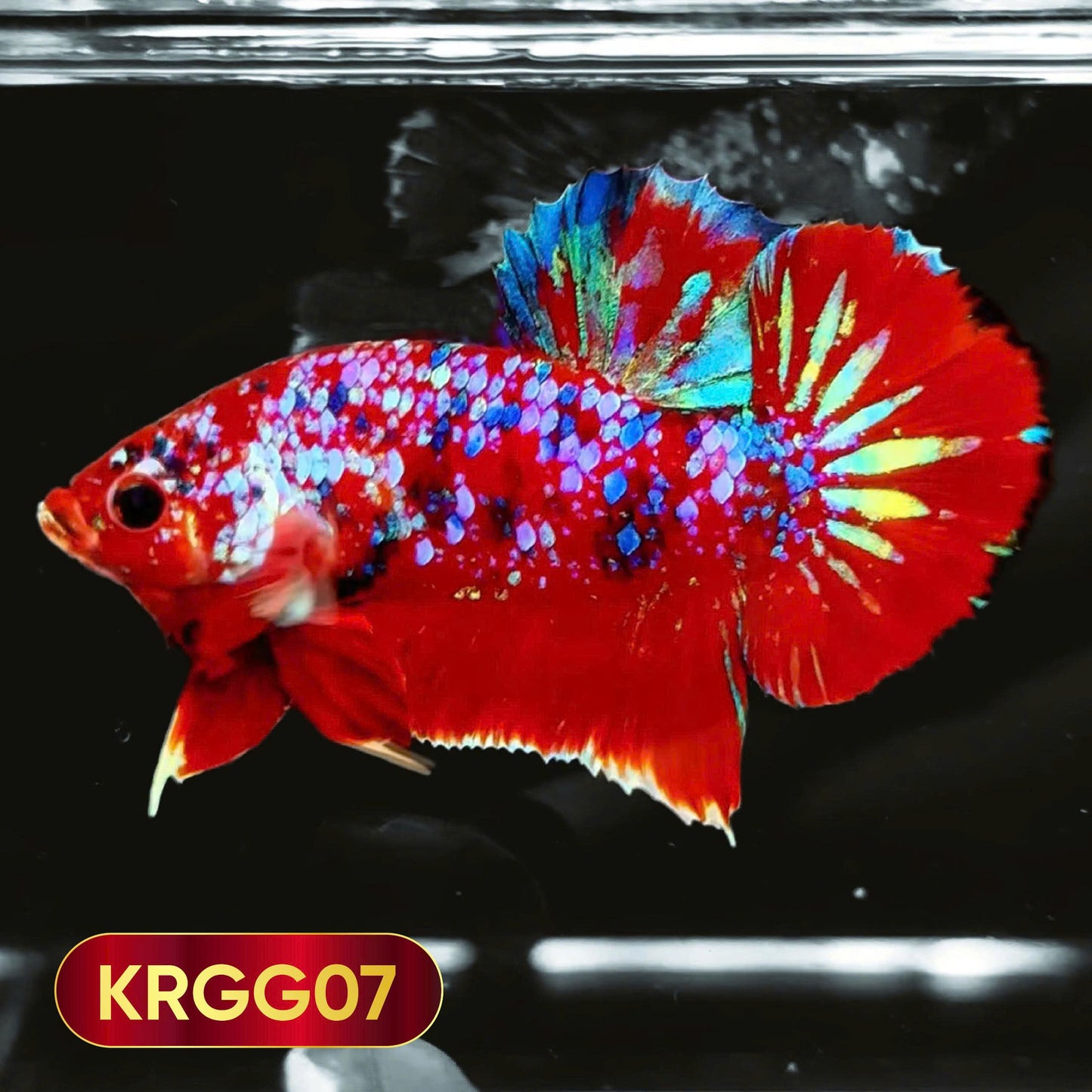 Golden Star Dust Galaxy Plakat Male Betta Fish | Super Rare | You Pick Fish