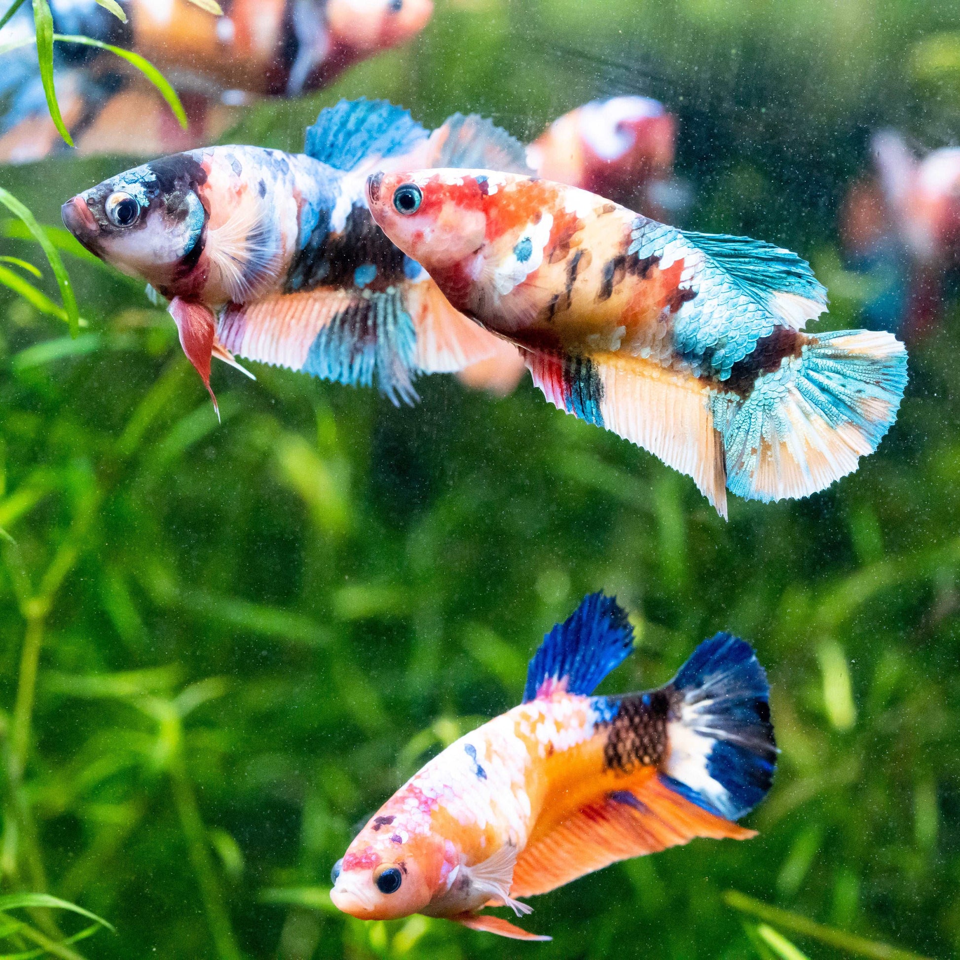 Female Betta Fish Sorority Koi Nemo Galaxy Plakat