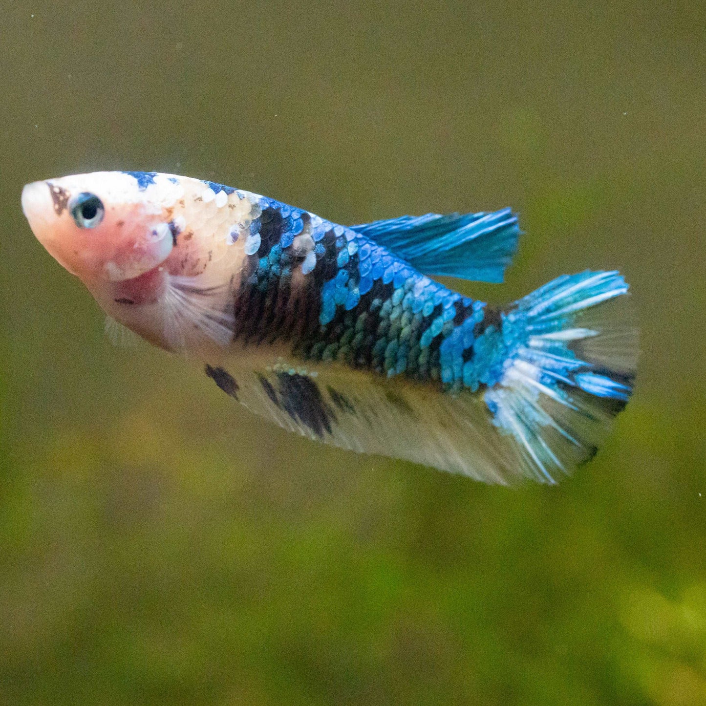 Female Betta Fish Sorority Koi Yellow Galaxy