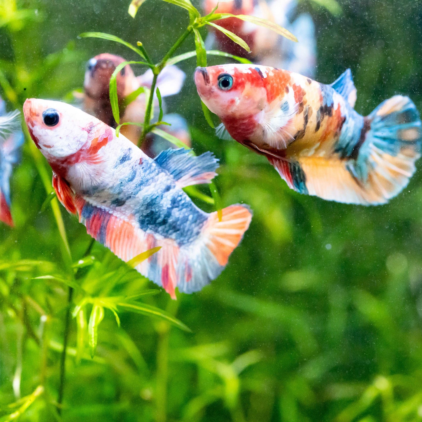 Female Betta Fish Sorority Koi Nemo Galaxy Plakat