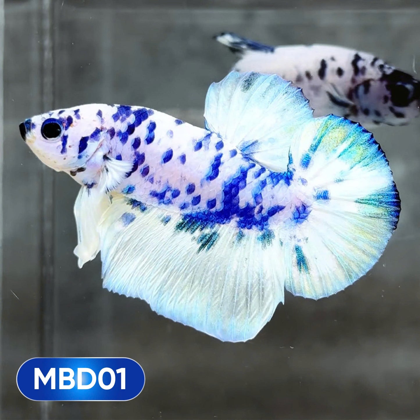 Blue Marble Dot Plakat Male Betta Fish | You Pick Fish