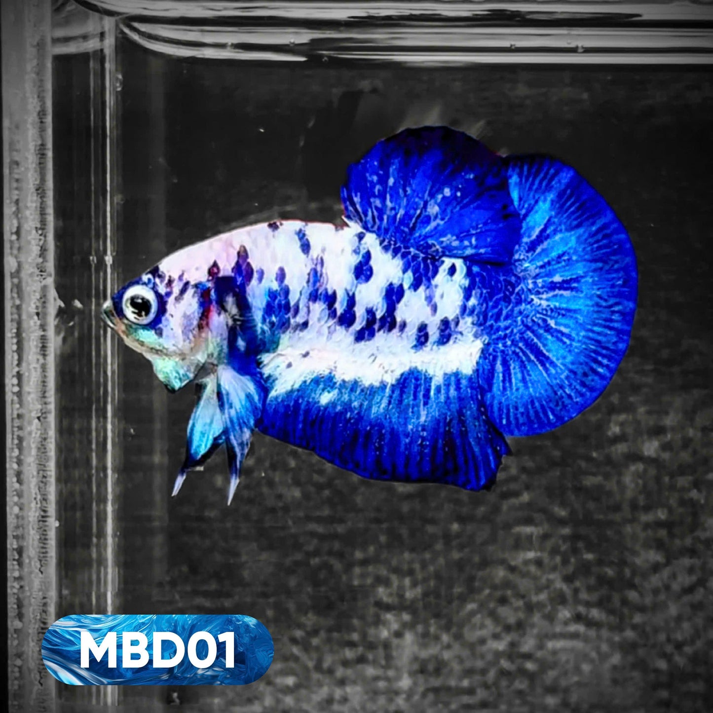 Blue Marble Dot Plakat Male Betta Fish | You Pick Fish